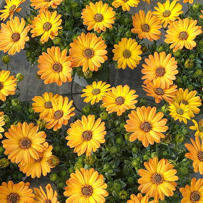 Kapkörbchen, Farbe zufällig, Topf-Ø 14 cm, 4 Pflanzen Kapkörbchen, Farbe zufällig, Topf-Ø 14 cm, 4 Pflanzen