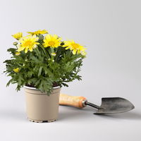 Margerite, Farben zufällig, Topf-Ø 11 cm, 8 Pflanzen