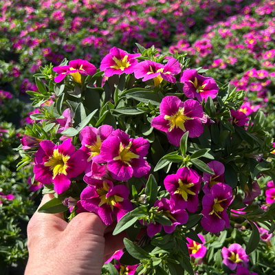 Zauberglöckchen, pink-gelb, Topf-Ø 13 cm, 6 Pflanzen