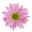 Chrysanthemen 'Swifty' rosa, Topf-Ø 10,5 cm, 6er-Set