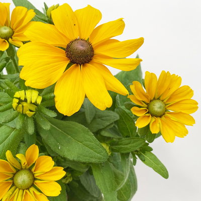 Rudbeckia hirta T13 'Toto', H28 (*) Rudbeckia hirta T13 'Toto', H28 (*)