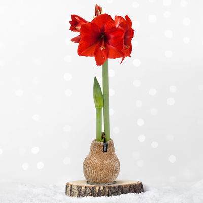 Amaryllis in Wachs, Dekor 'Pulli Cozy Teddy', Farbe zufällig, Blüte rot