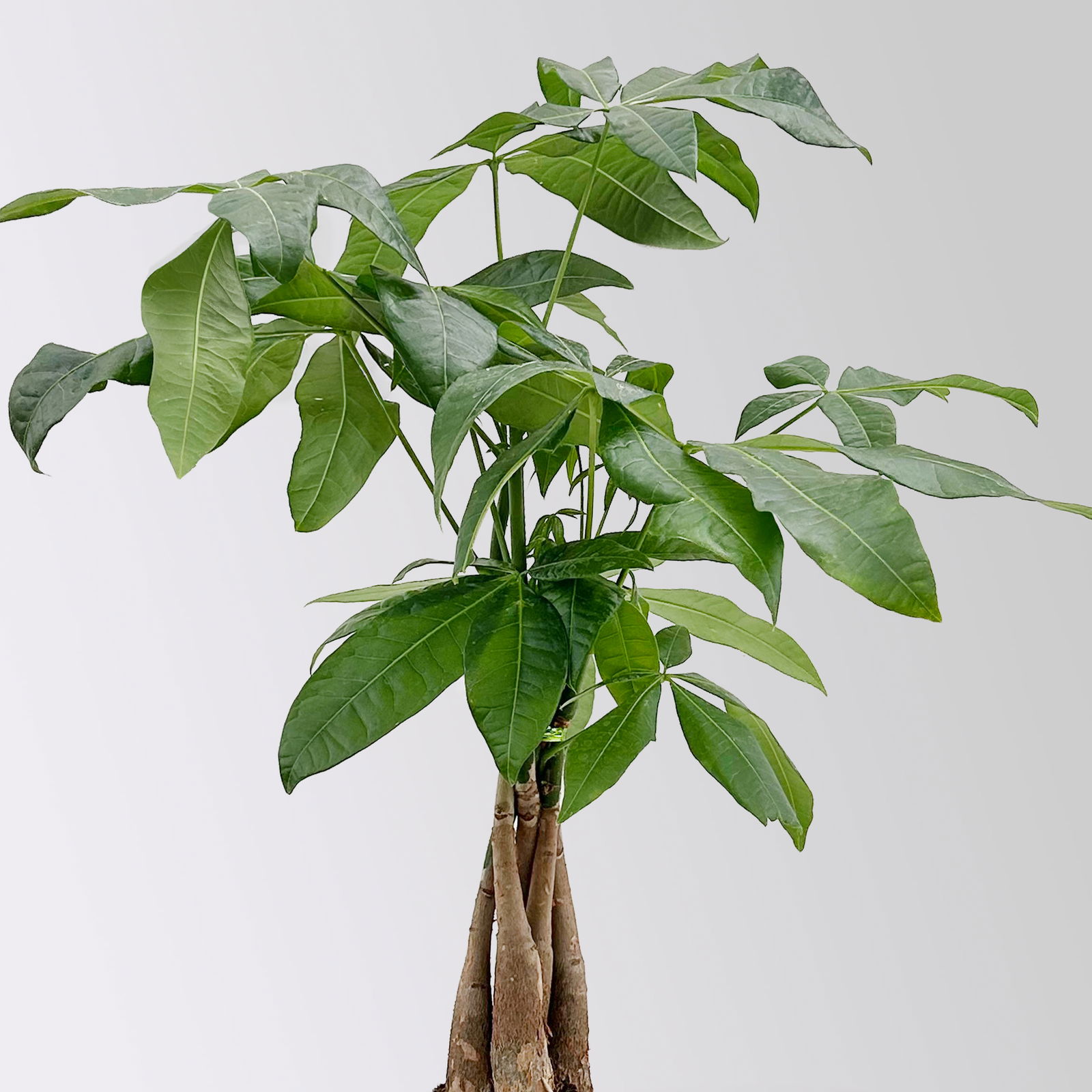 Grünpflanzenkreation 'Pflanzen-WG', Topf-Ø 12cm, inkl. Übertopf weiß, 4 Pflanzen