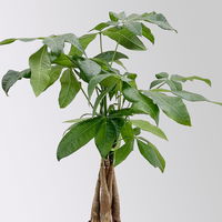 Grünpflanzenkreation 'Pflanzen-WG', Topf-Ø 12cm, inkl. Übertopf weiß, 4 Pflanzen