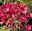 Rosarote Schneeballhortensie 'Ruby Annabelle'®, rosarot, Topf 5 Liter