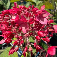Rosarote Schneeballhortensie 'Ruby Annabelle'®, rosarot, Topf 5 Liter
