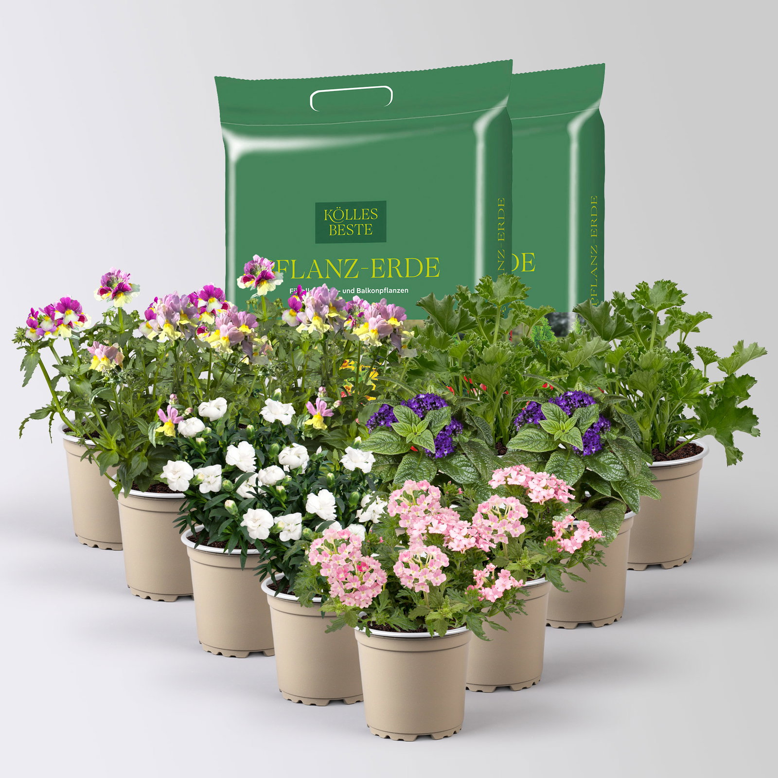 Pflanzenkreation 'Duft', 12 Pflanzen inkl. Erde