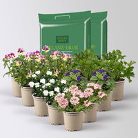 Pflanzenkreation 'Duft', 12 Pflanzen inkl. Erde