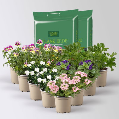 Pflanzenkreation 'Duft', 12 Pflanzen inkl. Erde