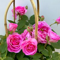 Englische Rose 'Gertrude Jekyll' (Ausbord), rosa, Doppelbogen, Topf 10 Liter