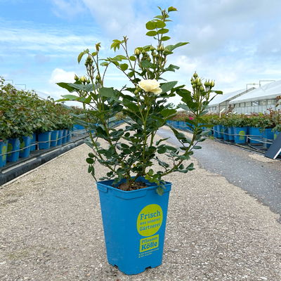 Duftende Strauchrose 'Artemis®', cremeweiß, Topf 5 Liter Duftende Strauchrose 'Artemis®', cremeweiß, Topf 5 Liter