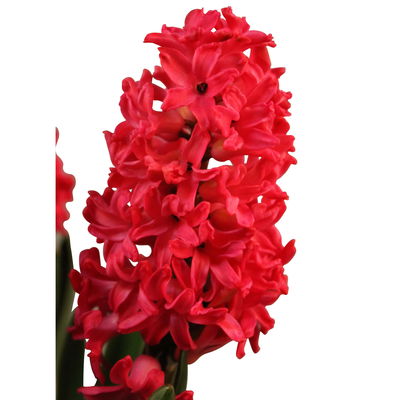 Kölle Hyazinthe, Hyacinthus orientalis, rot, vorgetrieben, 12 cm Topf