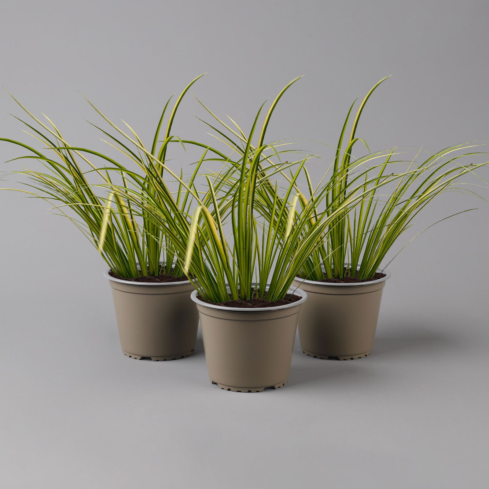 Kalmus 'Ogon' grün-gelb, Topf-Ø 12 cm, 3 Pflanzen