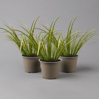 Kalmus 'Ogon' grün-gelb, Topf-Ø 12 cm, 3 Pflanzen