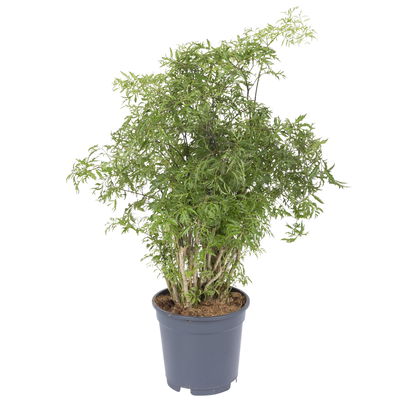 Polyscias fruticosa 'Hawaiian Ming', Topf-Ø 17 cm, Höhe ca. 70 cm Polyscias fruticosa 'Hawaiian Ming', Topf-Ø 17 cm, Höhe ca. 70 cm