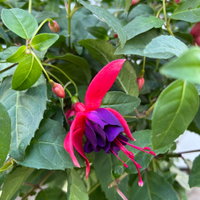 Fuchsie, Stamm, Farbe zufällig, Topf-Ø 23 cm Fuchsie, Stamm, Farbe zufällig, Topf-Ø 23 cm