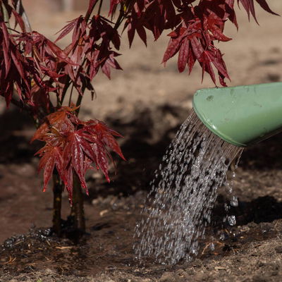 Pflanzenarzt Ahorn-Fit, 350 ml