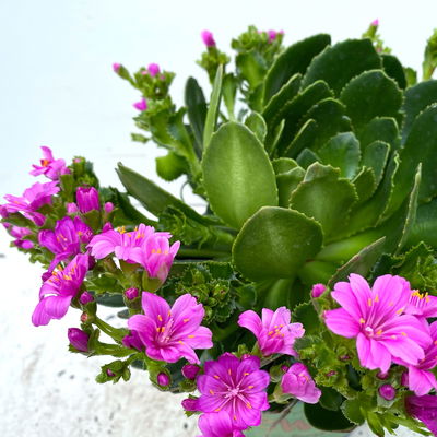 Lewisia cotyledon, Farben zufällig, Topf-Ø 12 cm, 6er-Set