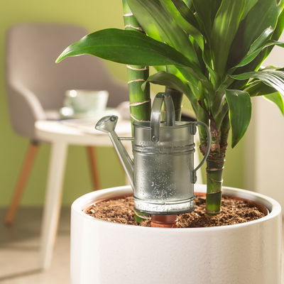 Scheurich Wasserspeicher 'Nelly', grau, 240 ml Scheurich Wasserspeicher 'Nelly', grau, 240 ml