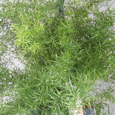 Asparagus 'Sprengerii', Ampeltopf-Ø 17 cm, Höhe ca. 30 cm