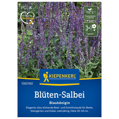 Blumensamen, Staudensalbei 'Blaukönigin', lila Blumensamen, Staudensalbei 'Blaukönigin', lila