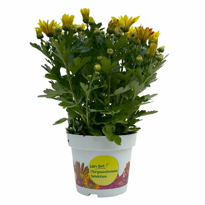 Chrysanthemen 'Rainbow Lake Worth', gelb-rot gestreift, Topf-Ø 14 cm, 4 Pflanzen Chrysanthemen 'Rainbow Lake Worth', gelb-rot gestreift, Topf-Ø 14 cm, 4 Pflanzen