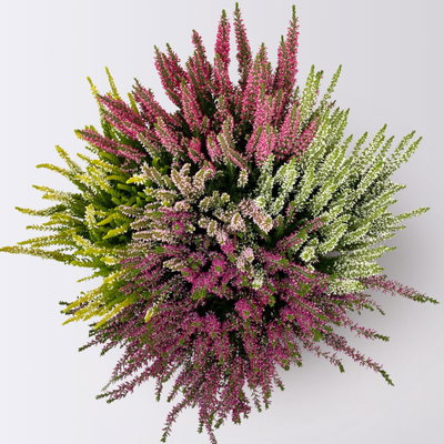 Knospenheide 'High Five®' fünffarbig, Schalen-Ø 23 cm Knospenheide 'High Five®' fünffarbig, Schalen-Ø 23 cm