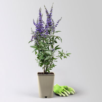 Blauer Mönchspfeffer, Höhe 40-60 cm, Topf 5 Liter Blauer Mönchspfeffer, Höhe 40-60 cm, Topf 5 Liter