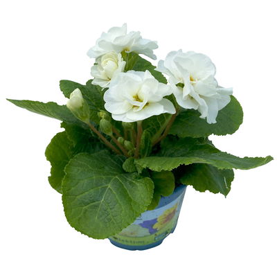 Primel 'PomPom', weiß, gefüllt, Topf-Ø 12 cm, 6 Pflanzen
