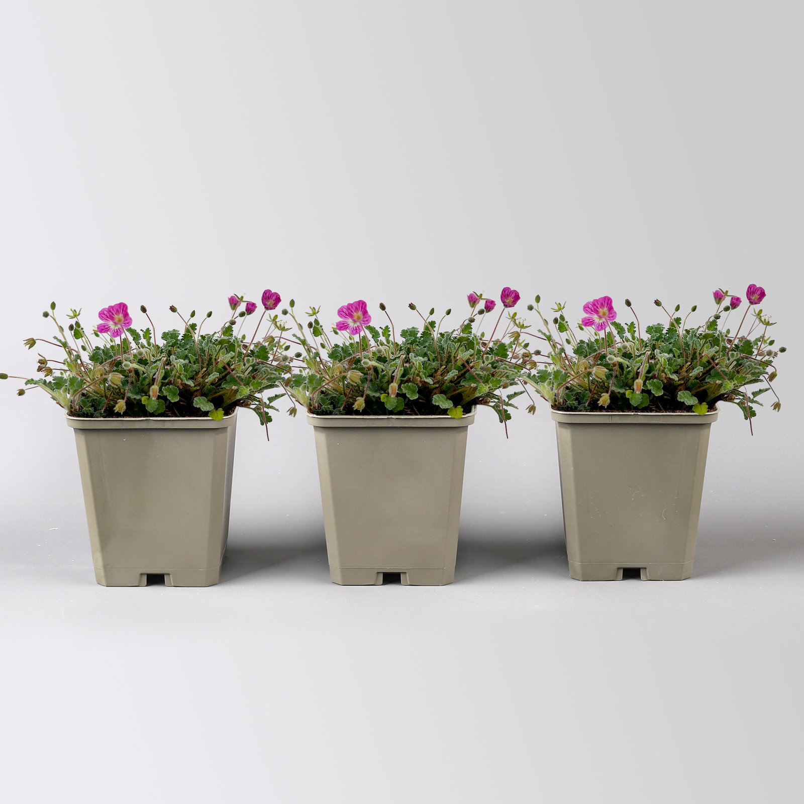 Bio Reiherschnabel 'Bishops Form' rosa, Topf 9x9 cm, 3 Pflanzen