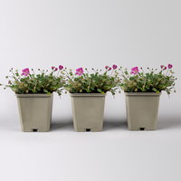 Bio Reiherschnabel 'Bishops Form' rosa, Topf 9x9 cm, 3 Pflanzen