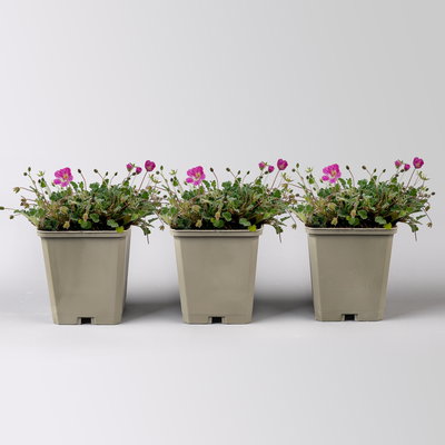 Bio Reiherschnabel 'Bishops Form' rosa, Topf 9x9 cm, 3 Pflanzen