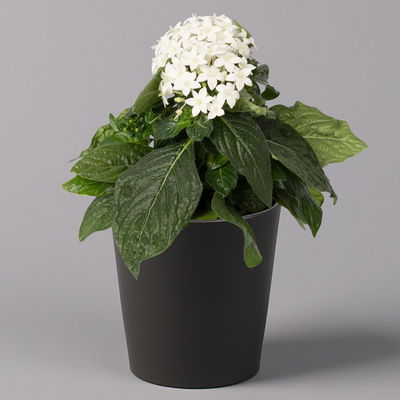 Pentas lanceolata in Keramiktopf Dallas weiß, Weißtöne, Topf-Ø 12 cm