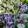 Pflanzenkreation Hitzekünstler lilablau, groß, 8 Pflanzen inkl. Erde & Dünger