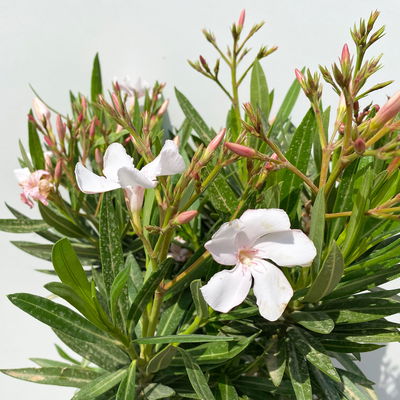 Oleander, Farbe zufällig, Stamm, Topf-Ø 18 cm, Höhe ca. 70