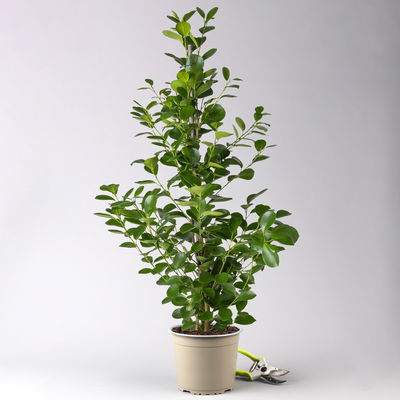 Ficus microcarpa 'Moclame', Topf-Ø 21 cm, Höhe ca. 110 cm