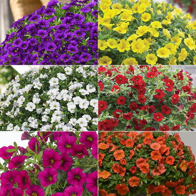 Zauberglöckchen, Farben zufällig, Topf-Ø 12 cm, 6er-Set