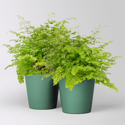 Frauenhaarfarn 'Fritz Lüthi', in Topf Dallas seegrün, Topf-Ø 12 cm, 2 Pflanzen Frauenhaarfarn 'Fritz Lüthi', in Topf Dallas seegrün, Topf-Ø 12 cm, 2 Pflanzen