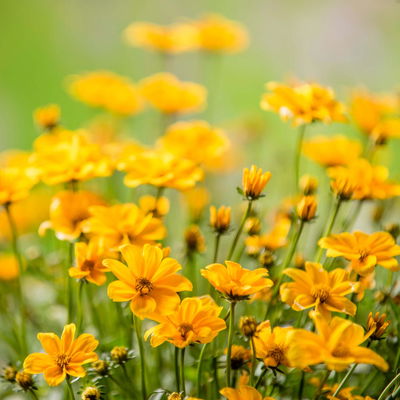 Goldmarie 'Golden Empire™' gelb, Topf-Ø 12 cm, 6er-Set