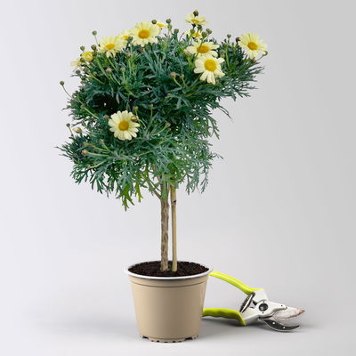 Margerite, Farbe zufällig, Stamm, Topf-Ø 15 cm, 2 Pflanzen