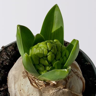 Hyazinthe gelb, vorgetrieben, Topf-Ø 9 cm, 9 Pflanzen