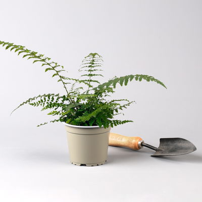 Freilandfarne Mix, Sorte zufällig, Topf-Ø 12 cm, 6er-Set Freilandfarne Mix, Sorte zufällig, Topf-Ø 12 cm, 6er-Set