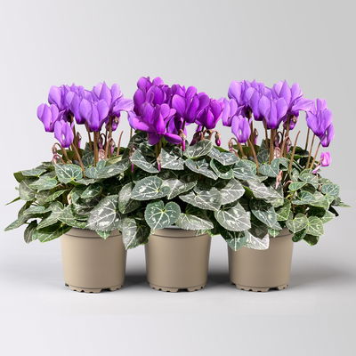 Alpenveilchen 'Exclusive® Dragon Blue', lila, Topf-Ø 10,5 cm, 3 Pflanzen Alpenveilchen 'Exclusive® Dragon Blue', lila, Topf-Ø 10,5 cm, 3 Pflanzen