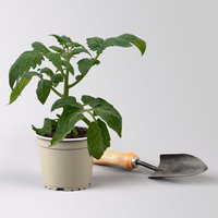 Bio Cocktailtomate 'Evita', Topf-Ø 12 cm, 3 Pflanzen