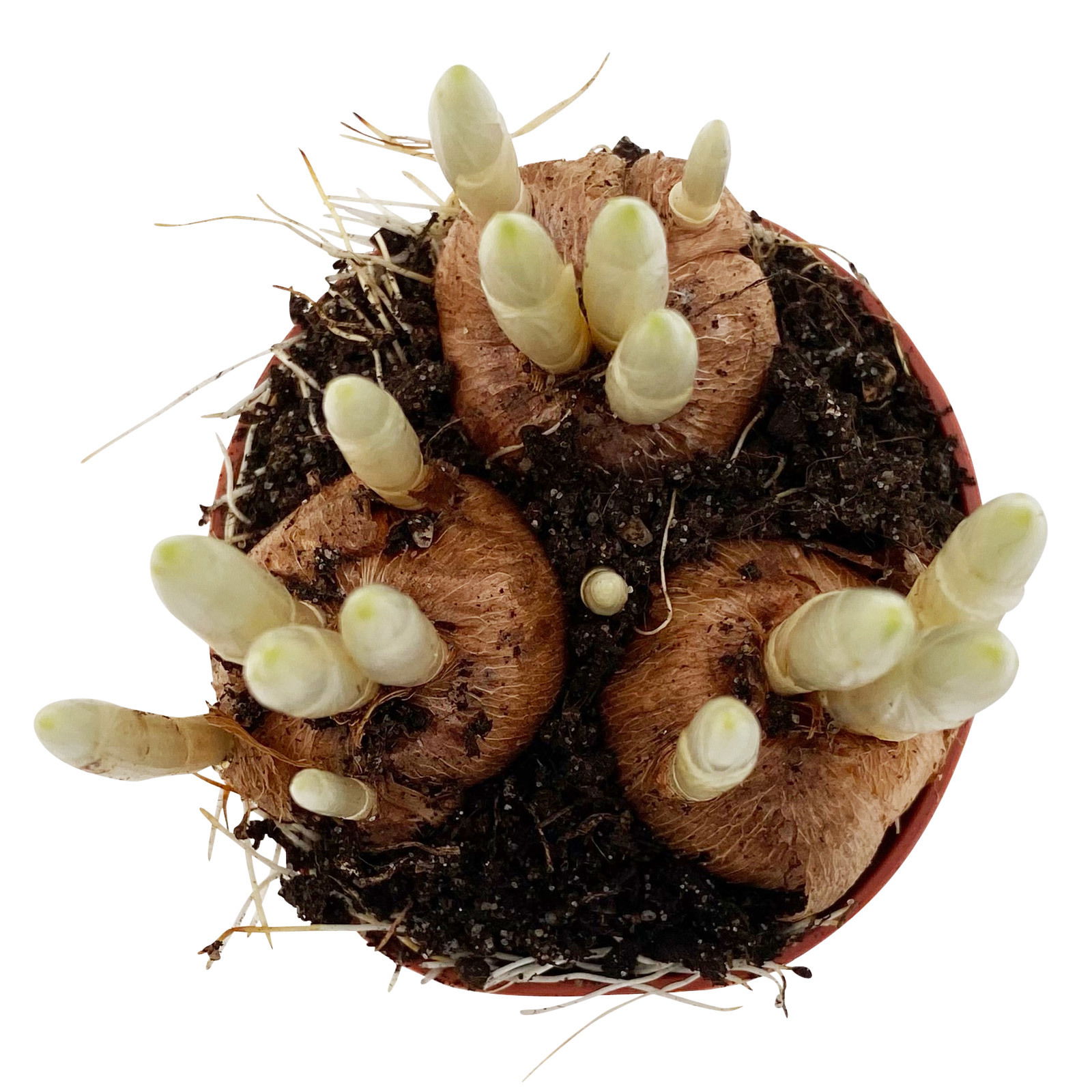 Krokus Mini blau, Topf-Ø 6 cm, 10 Pflanzen