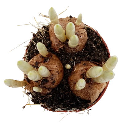 Krokus Mini blau, Topf-Ø 6 cm, 10 Pflanzen