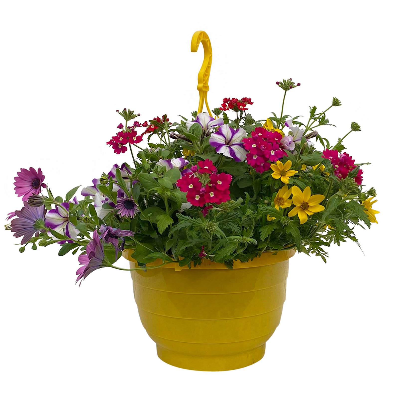 gemischte Sommerblumen-Ampel, Farbe/n nach Verfügbarkeit, Ampeltopf-Ø 25/27 cm