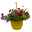gemischte Sommerblumen-Ampel, Farbe/n nach Verfügbarkeit, Ampeltopf-Ø 25/27 cm