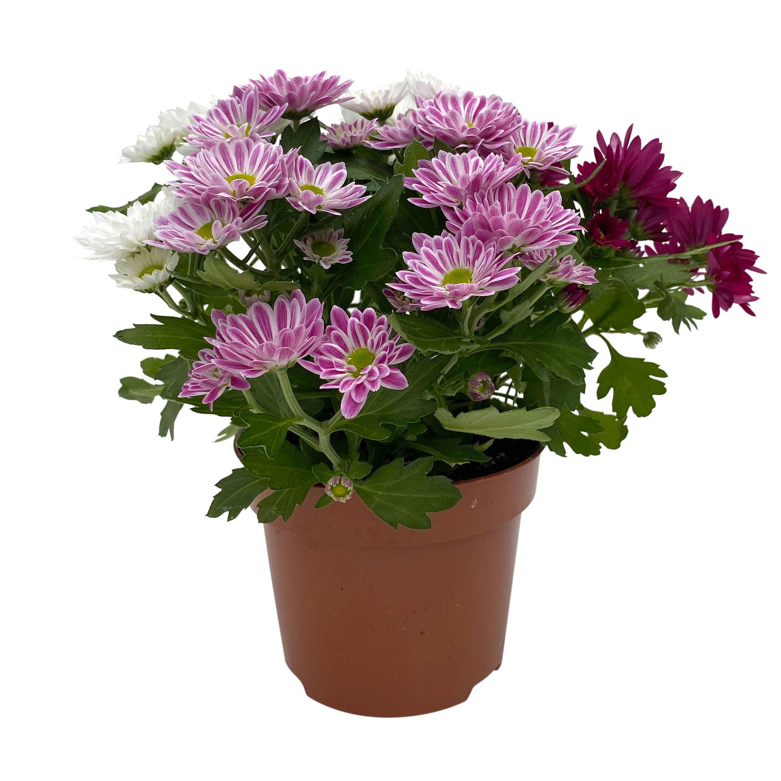 Chrysanthemen 'Swifty Trio', weiß, rosa & dunkelrot, Topf-Ø 12 cm, 6 Pflanzen