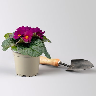 Primel 'Obsidian', lila, Topf-Ø 12 cm, 6 Pflanzen Primel 'Obsidian', lila, Topf-Ø 12 cm, 6 Pflanzen